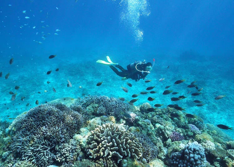 8. Dive into an underwater paradise: Miyako-jima Diving