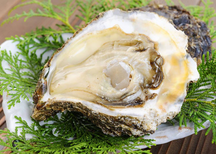 Savor Japanese rock oysters (Iwagaki)