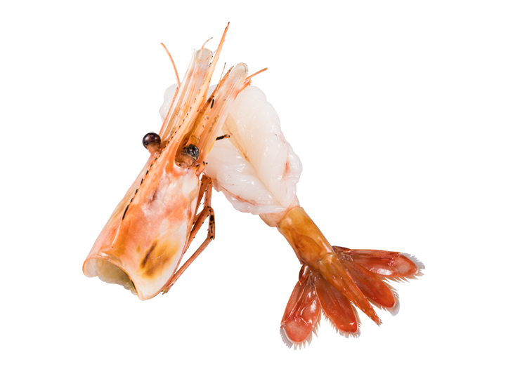 Wild-Caught Jumbo Spot Shrimp (330 yen including tax)