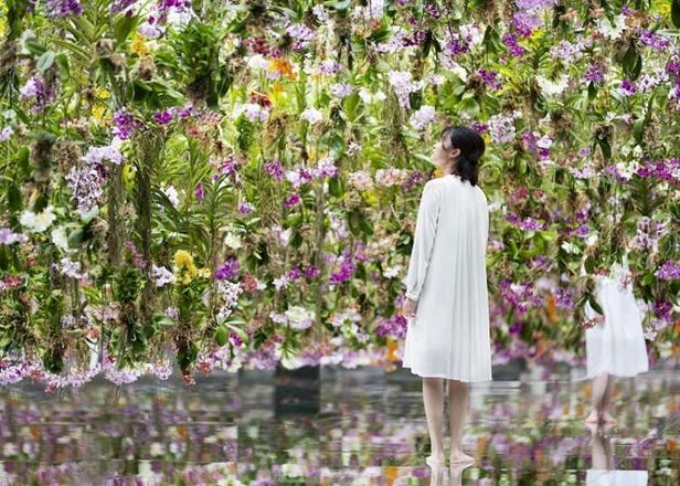 teamLab Planets' Wild Exhibits - Complete With Floating Garden Attraction! (Info & Tickets)