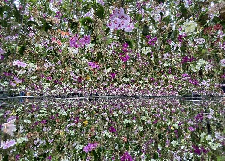 Floating Flower Garden: This Garden Filled with Real Orchids Will Take Your Breath Away!