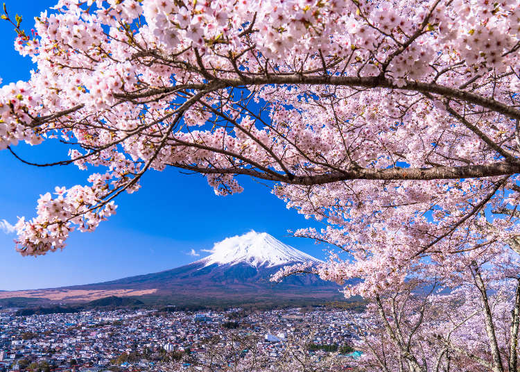 今じゃないと予約が間に合わないかも！人気お花見スポットに行けるホテル特集