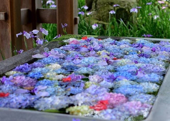 コロナ禍で生まれた新しい寺社での癒やし 花手水 はなちょうず とは Live Japan 日本の旅行 観光 体験ガイド