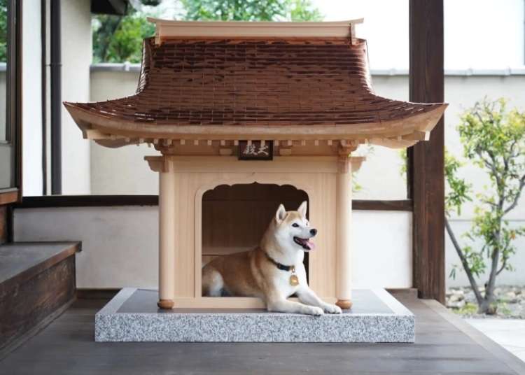 Japanese temple and shrine craftsmen now building world’s coolest doghouses, the Inudono【Pics】