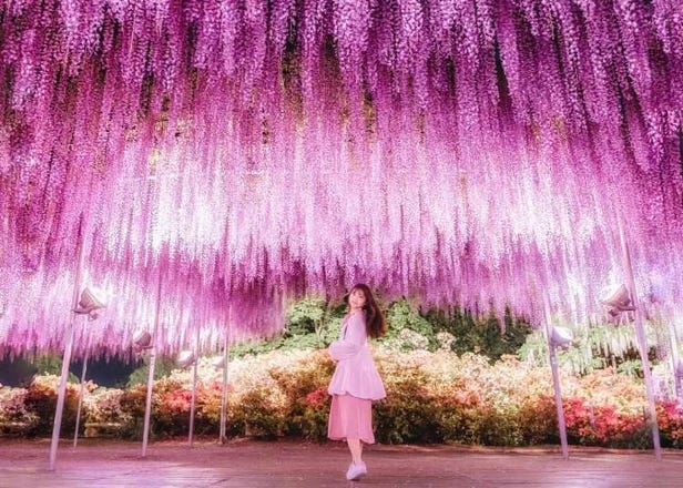 Japan’s other beautiful fuji, wisteria, are about to turn Ashikaga Flower Park into a wonderland