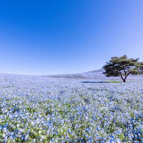 Book Now ▶ Tokyo Flower Viewing Day Tour: Hitachi Seaside Park and Ashikaga Flower Park
Image: kkday