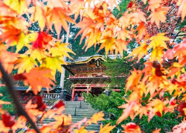 Save Money! Check Out Fall Foliage and More With the NIKKO Discount Ticket