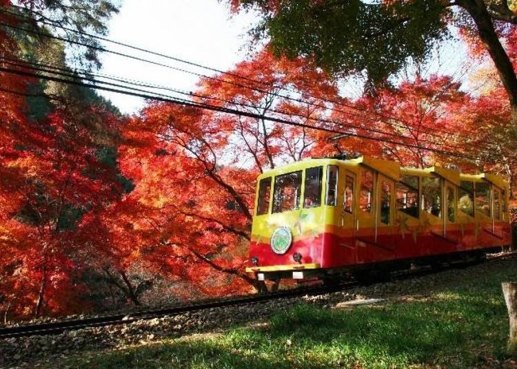 5. Mt. Takao: Fall Splendor From the Window of a Cable Car