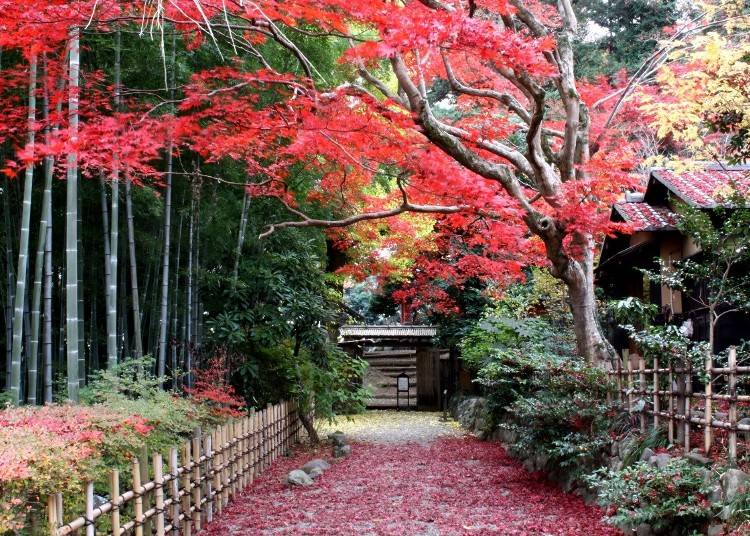 6.伝統ある日本庭園「百草園」で侘び寂びの紅葉風景