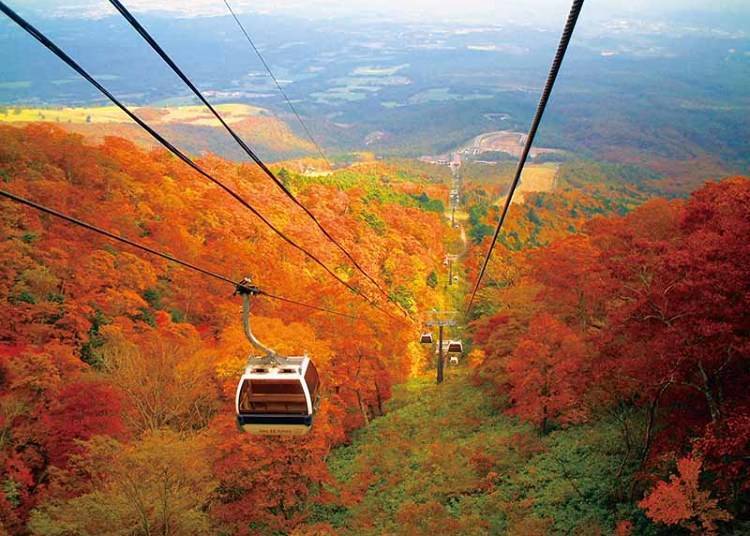 2-2. Mount Jeans Nasu: Lively view of autumn leaves all the way downslope - pet dogs are welcome too!