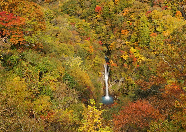 Photo courtesy of: Nasu Heisei-no-Mori