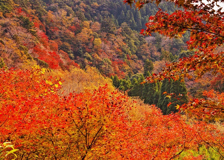 3-2. Tsutsumori Momiji Valley: Hidden gem only known to those in the know!