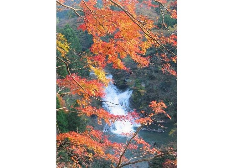 人気のパワースポット！ライトアップも幻想的で美しい「粟又の滝（養老渓谷）」