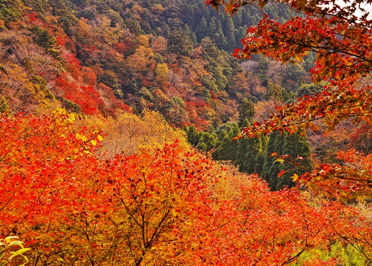 ここは秘境⁉知る人ぞ知る穴場の紅葉スポット「筒森もみじ谷」
