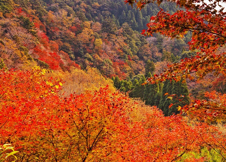 3-2.內行人才知道！紅葉秘境景點「筒森楓葉谷」