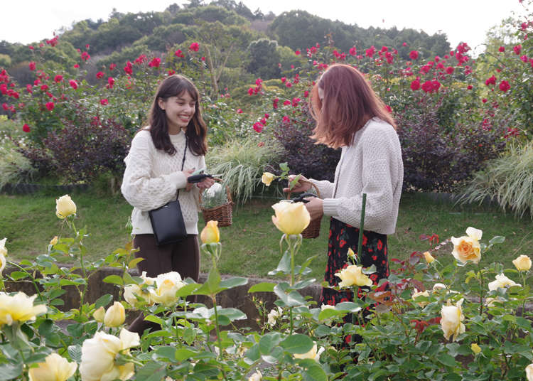 玩遍玫瑰樂園「茨城縣花卉公園」、住宿設施「花里山」的1日行程