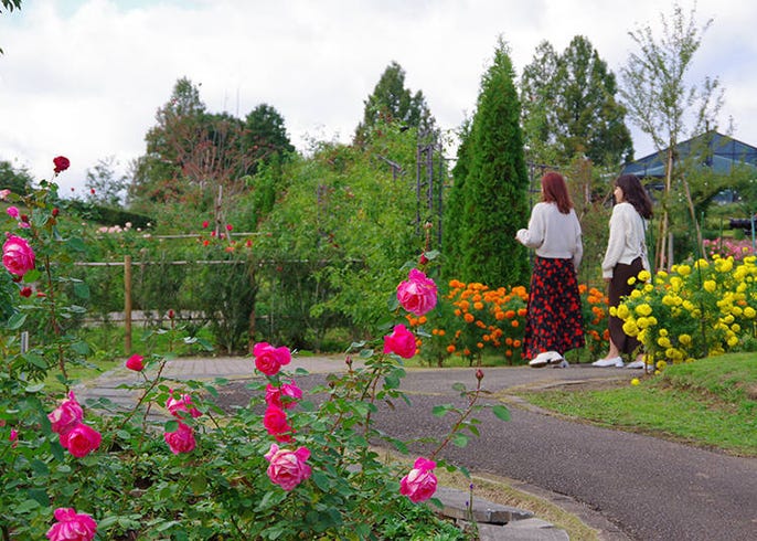 玩遍玫瑰樂園 茨城縣花卉公園 住宿設施 花里山 的1日行程 Live Japan 日本旅遊 文化體驗導覽