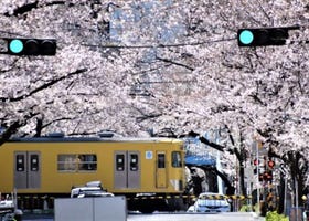 도쿄 봄 여행 - 로컬열차와 벚꽃이 어우러지는 핫플 7곳