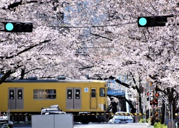 只有春天才看得到這極致美景！電車與櫻花同框美照拍攝景點7選