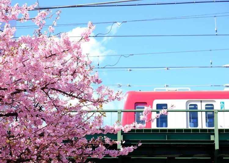 Kawazu cherry blossoms nearby Miurakaigan Station (Photo Courtesy of: Keihin Electric Express Railway)