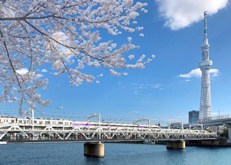 2. Tobu Railway, Sumida River’s Cherry Blossom Trees, and Tokyo Skytree®: Enjoy Three Spectacular Views at Once!