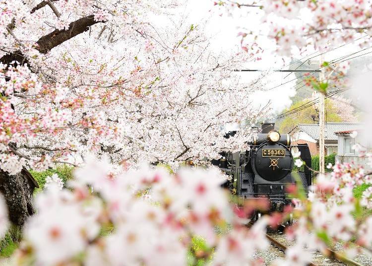 5. Chichibu Railway’s SL Paleo Express Chugging Through Rows of Cherry Blossom Trees in Nagatoro: Don’t Miss Out on this Precious View!