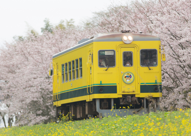 6. Cherry Blossoms Along the Isumi Railway: Enjoy the Color Contrast Between a Bright Yellow Train and Pastel-Pink Cherry Blossoms