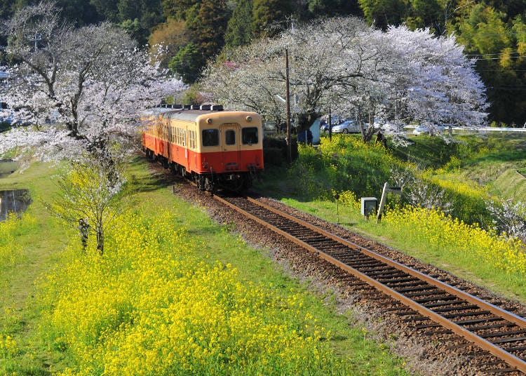 7. Superb Scenery on the Kominato Railway: Prepare to be in Awe of Yellow Carpeted Fields Accented with Pastel Pink Cherry Blossoms