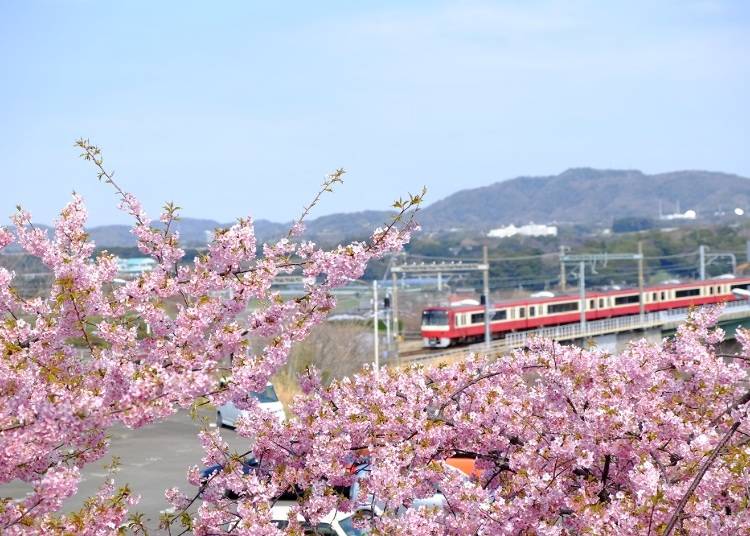 三浦海岸駅～三崎口駅間の河津桜（写真提供：京浜急行電鉄）