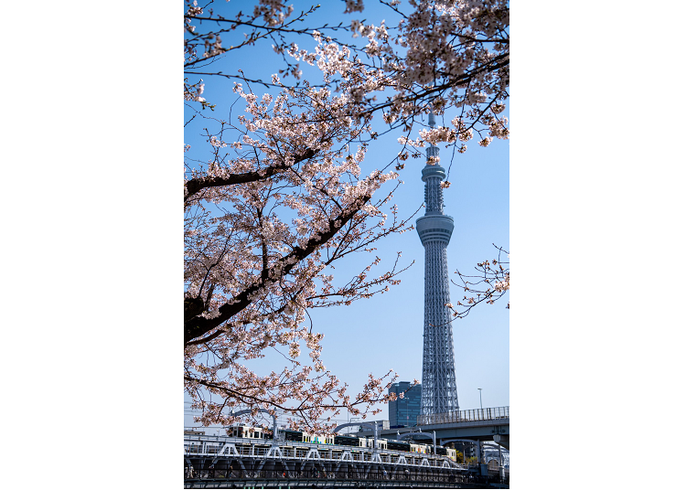 いよいよシーズン到来！一度は観るべき電車x桜のコラボ絶景7選 - LIVE