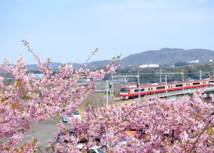 1. 때이른 벚꽃을 즐길 수 있는 명소! 게이큐전철과 미우라 가와즈자쿠라의 콜라보