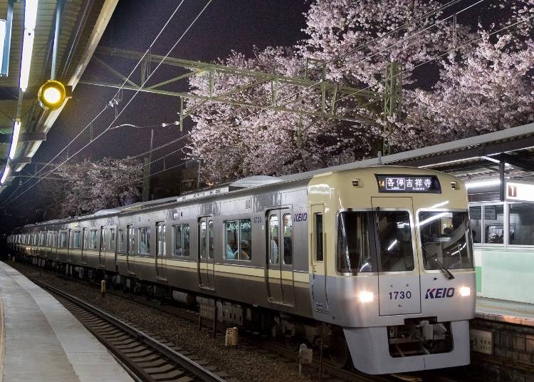 3. 이노가시라코엔 역 홈에서 바라보는 게이오전철과 벚꽃의 앙상블