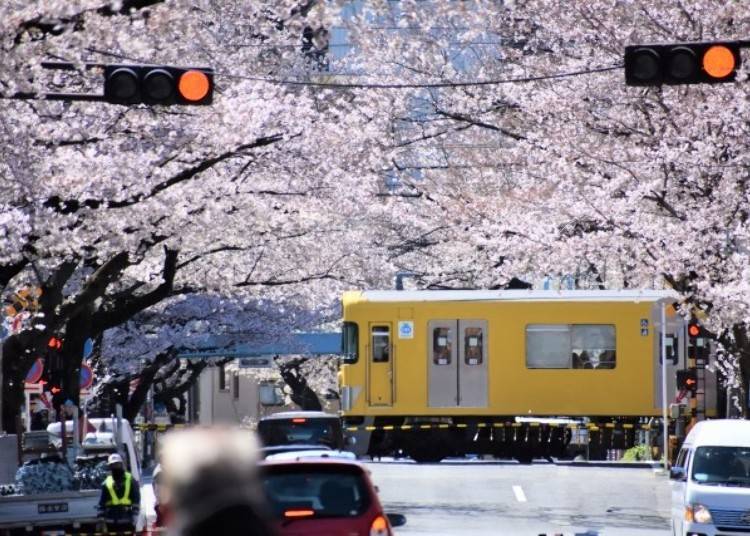 4. 핑크빛으로 물든 아라이야쿠시마에 역 주변을 달리는 세이부철도