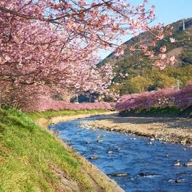 [2025년 2월 가와즈 사쿠라 한정] 일본 이즈에서의 하루 벚꽃과 매화 감상 투어｜가와즈 사쿠라・아타미 매화원・딸기 무제한 시식｜도쿄 출발 (가와즈 사쿠라는 3월 1일부터 9일까지 연장됩니다‼ )