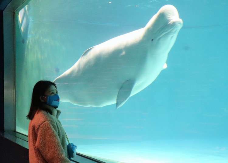 Beluga whales create art in Japan aquarium