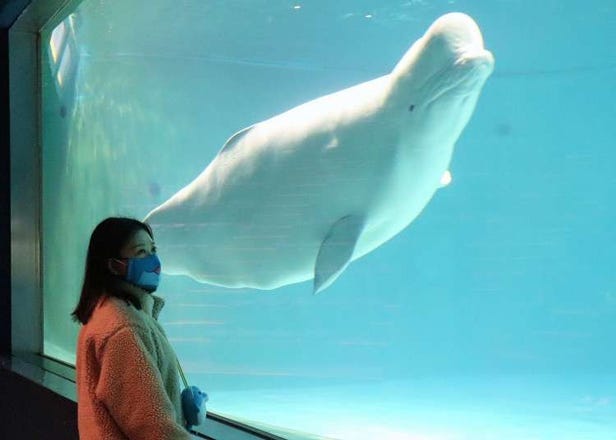 도쿄근교여행 - 가모가와 시월드! 일본에서 유일한 범고래 쇼와 다양한 볼거리