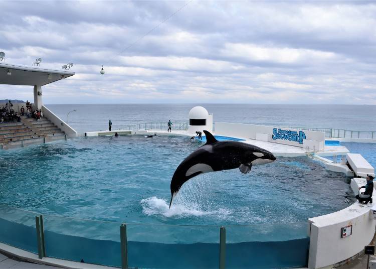 A Must-See: The Orca Performance!