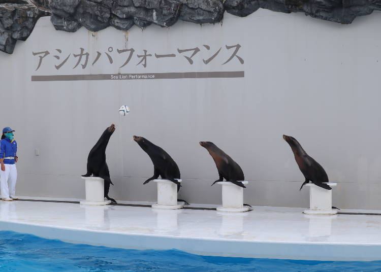 Serene and Soothing: The Adorable Smiles of the "Sea Lion Performance"
