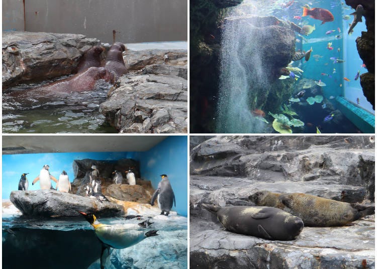 Kamogawa Sea World is full of unique animals and experiences!