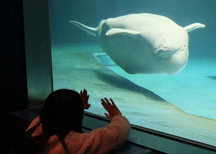 ■鴨川海洋世界推薦必看③「模仿聲音的白鯨」