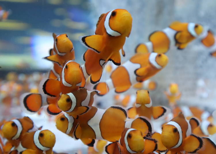 ■鴨川海洋世界推薦必拍攝影點②鮮豔可愛的「小丑魚群」