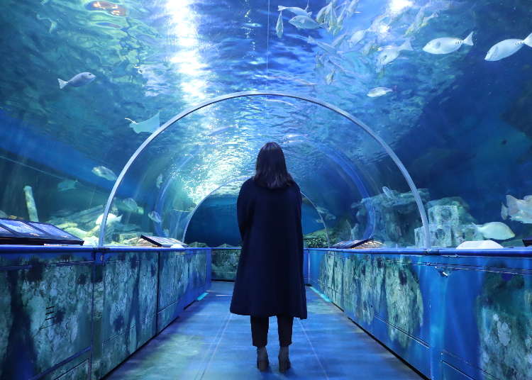 品川水族館 www.aquarium.gr.jp