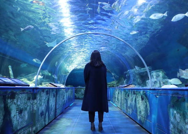 Shinagawa Aquarium: All You Need to Know for a Fun Tokyo Trip (Recommendations & Photo Spots)