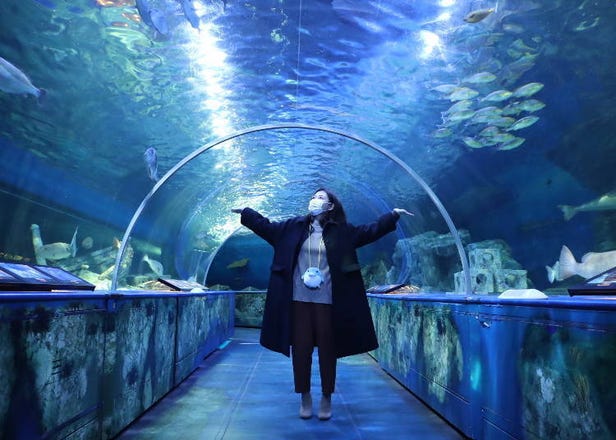 Shinagawa Aquarium: A Must-Visit Spot in Tokyo for Families and Sea Life Fans (Tickets, Tips & Souvenirs)