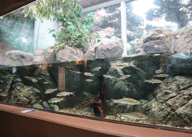 #1: Experience the underwater world around Tokyo Bay