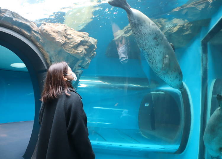 Must-See Spots and Experiences #5: A first for Japan! The seal tunnel tank