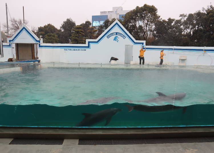 Dolphins and sea lions at the same time?! Shinagawa Aquarium's unique performance!