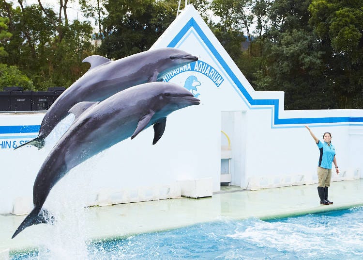 (Image courtesy of Shinagawa Aquarium)