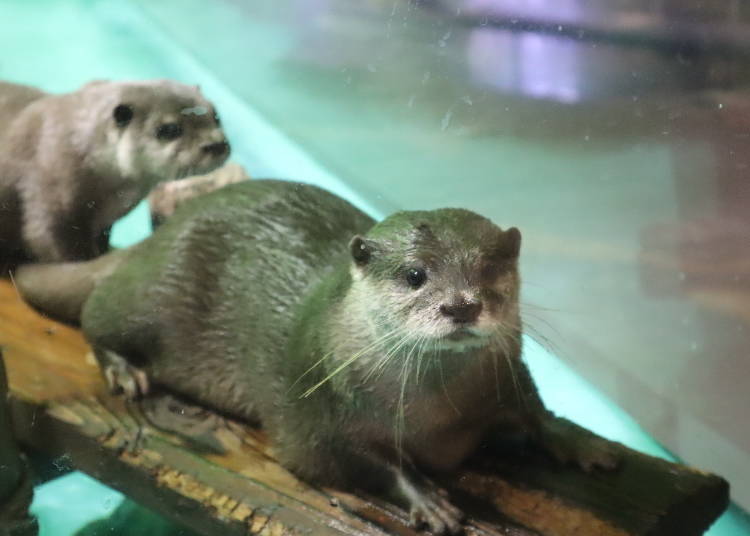 Photo spot #3: The Aquarium celebrity, the Asian small-clawed otter