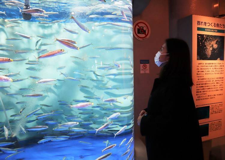 Shinagawa Aquarium has a welcoming and cosy vibe perfect for family trips!
